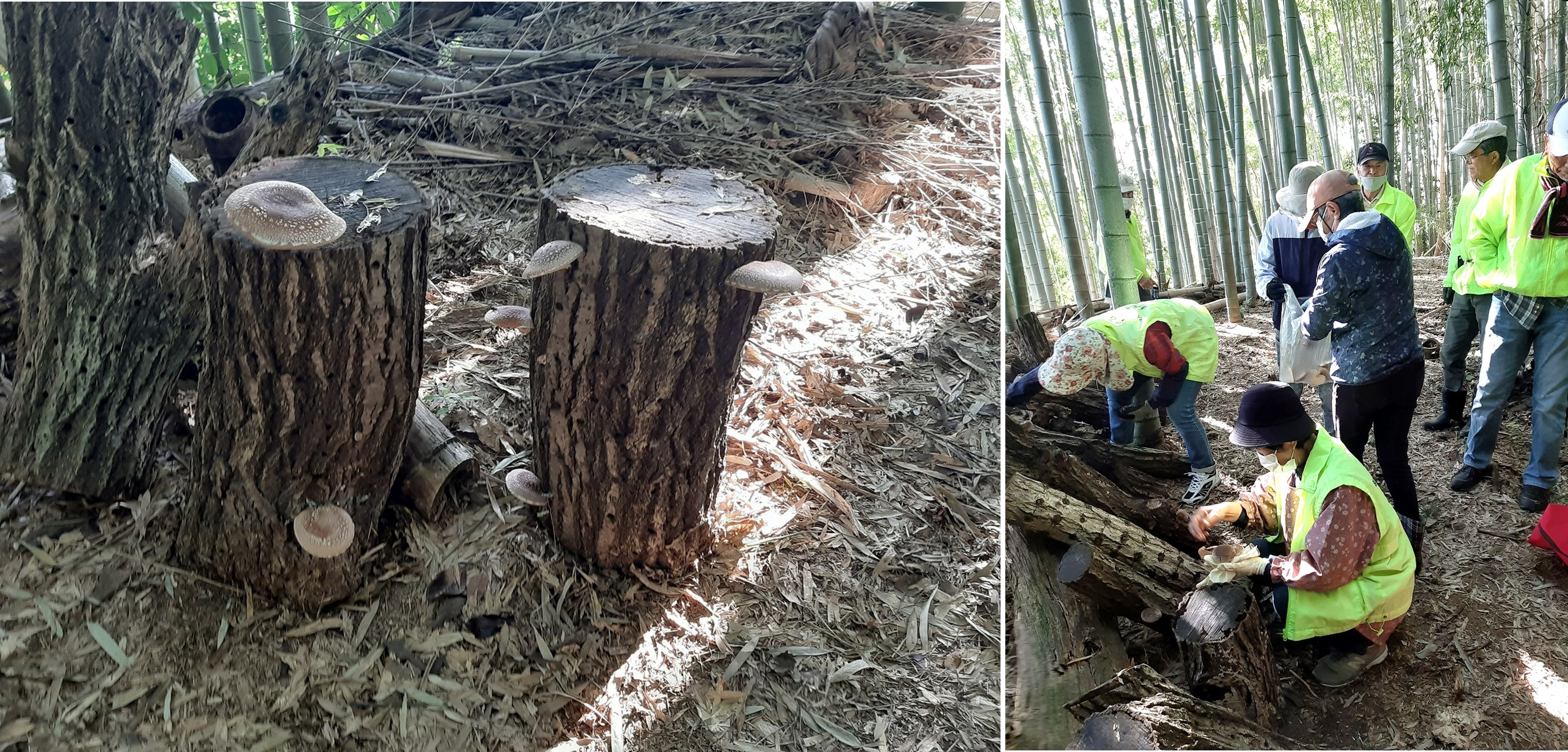 正法寺裏山竹林の保全整備と秋の実りを収穫しましたc